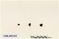 藏品(小孔篩齒苔)的圖片